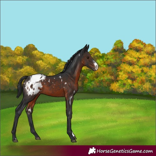 Horse Color:White Spotted Brown Sabino Varnish Rabicano 