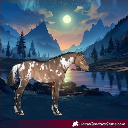 Horse Color:White Spotted Brown Dun Rabicano 