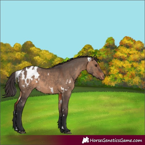 Horse Color:White Spotted Brown Dun Appaloosa 
