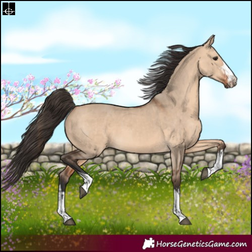 Horse Color:Bay Dun and Bay Dun