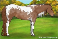 Horse Color:Chestnut Tobiano