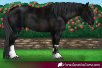 Horse Color:Midnight Black Tobiano 