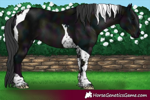Horse Color:Midnight Black Tobiano 