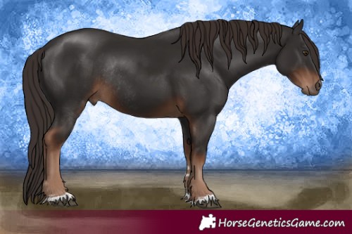 Horse Color:Liver Chestnut Rabicano 