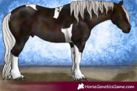 Horse Color:Midnight Silver Brown Tobiano