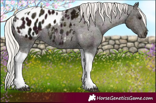 Horse Color:Midnight Silver Black Tobiano Appaloosa Rabicano 