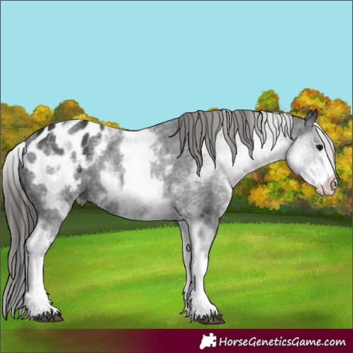 Horse Color:White Spotted Black Appaloosa 