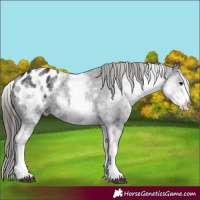 Horse Color:White Spotted Black Blanket