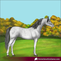 Horse Color:White Spotted Blue Roan Rabicano  and White Spotted Blue Roan Rabicano 