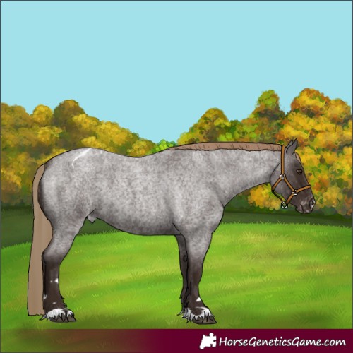 Horse Color:Liver Red Roan Appaloosa