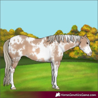 Horse Color:White Spotted Red Dun Mushroom Sabino