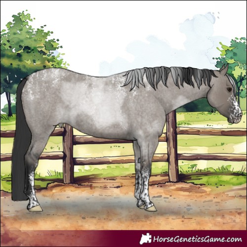 Horse Color:Powder White Grullo Roan 