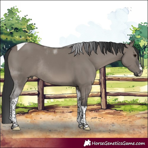 Horse Color:Grullo Sabino Tobiano Rabicano 