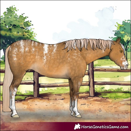 Horse Color:Powder White Chocolate Palomino Dun Rabicano 