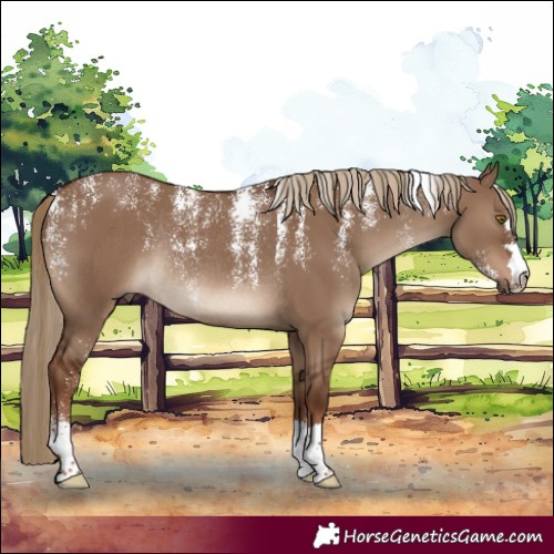 Horse Color:Powder White Liver Red Dun Rabicano 