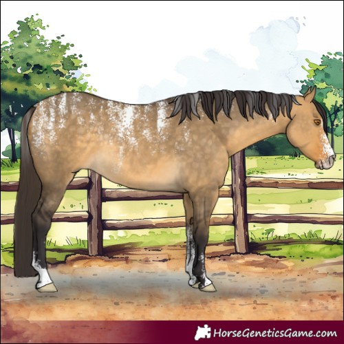 Horse Color:Powder White Buckskin Dun Rabicano 