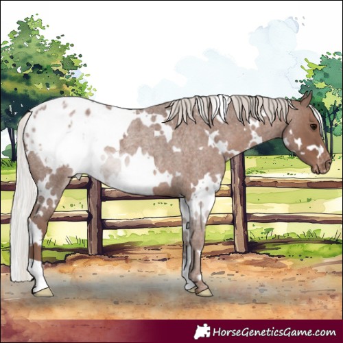 Horse Color:White Spotted Silver Blue Roan Blanket Rabicano 
