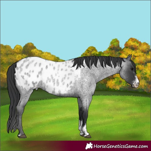 Horse Color:Blue Roan Sabino Blanket Rabicano 