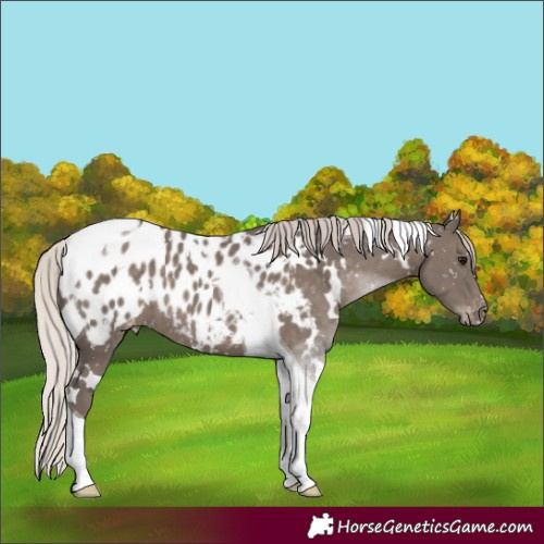 Horse Color:White Spotted Silver Black Tobiano Blanket 