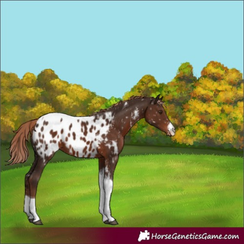 Horse Color:Liver Chestnut Sabino Tobiano Blanket 