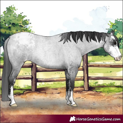 Horse Color:Blue Roan Sabino Blanket 
