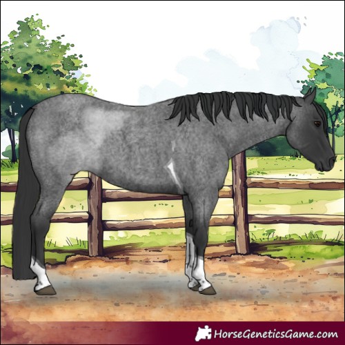 Horse Color:Blue Roan Tobiano 