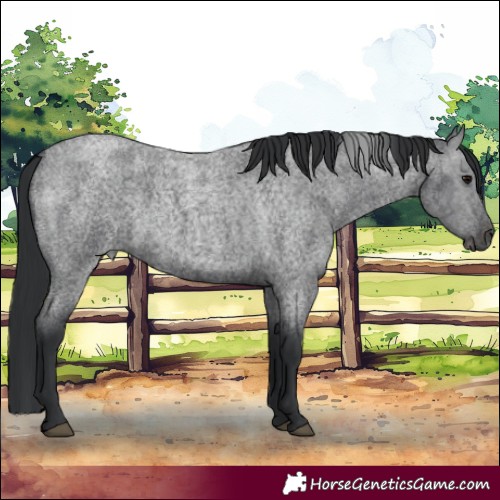 Horse Color:Blue Roan 