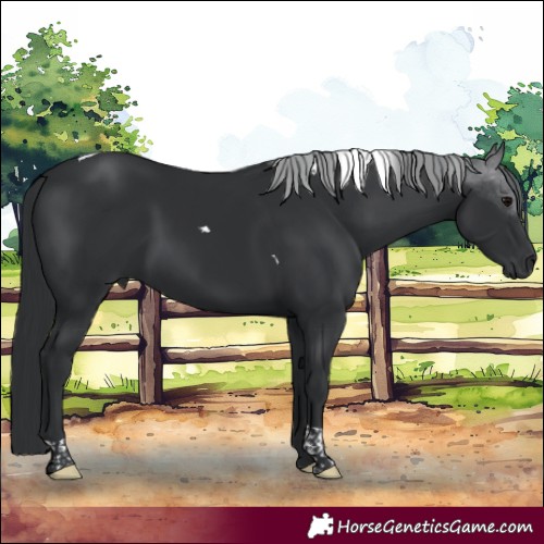 Horse Color:Black Tobiano 
