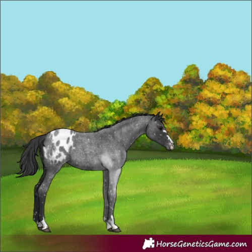 Horse Color:Blue Roan Blanket 
