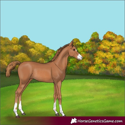Horse Color:Unknown 
