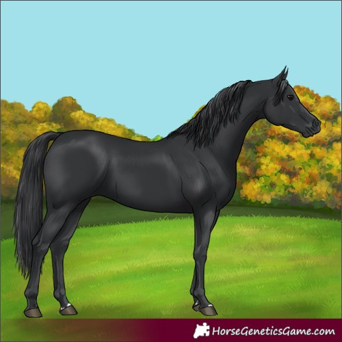 Horse Color:Black Rabicano 