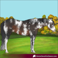 Horse Color:Brown Sabino