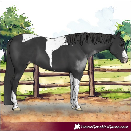 Horse Color:Black Tobiano Varnish 