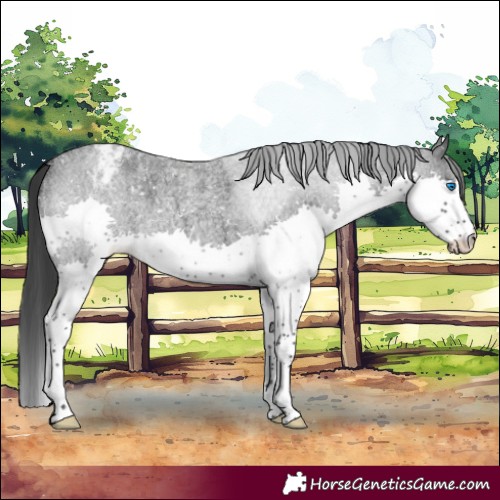 Horse Color:Blue Roan Splash Snowflake Varnish 