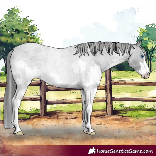 Horse Color:Blue Roan Splash Varnish 