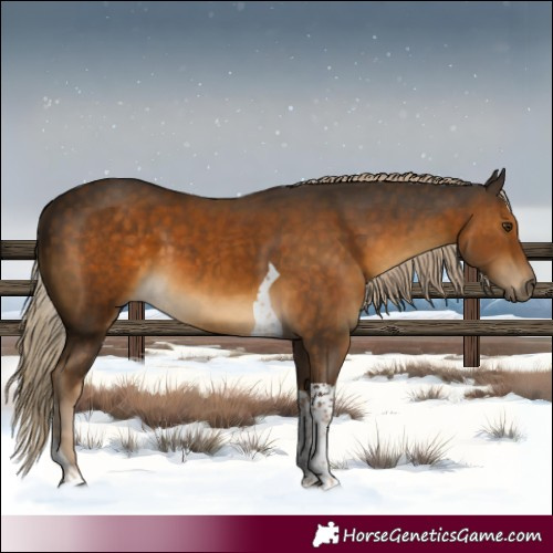 Horse Color:Chocolate Palomino Tobiano 