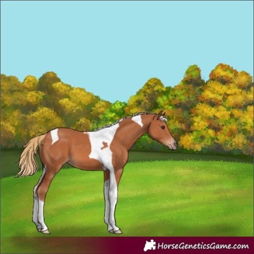 Horse Color:Chestnut Tobiano 