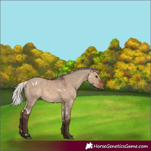 Horse Color:White Spotted Silver Brown Dun 