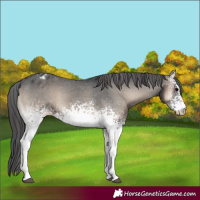 Horse Color:White Spotted Blue Onyx Appaloosa 