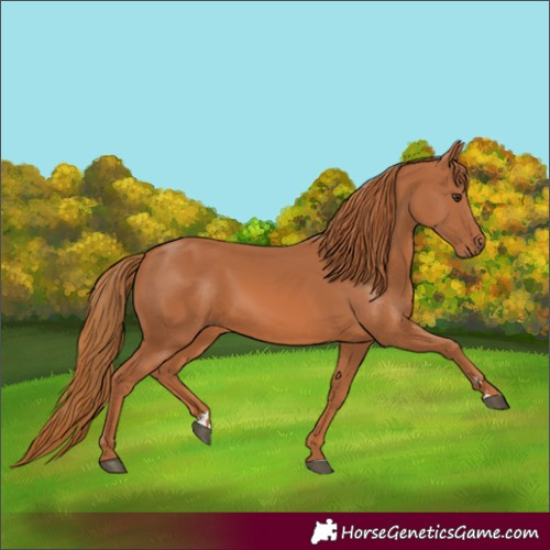 Horse Color:Chestnut 