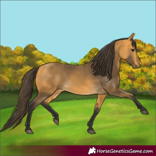 Horse Color:Buckskin
