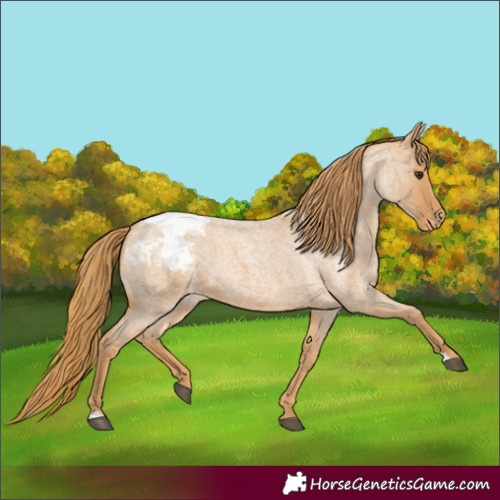 Horse Color:Red Roan Appaloosa 