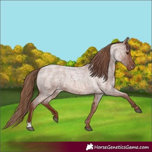Horse Color:Red Roan Appaloosa 