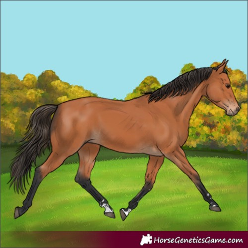 Horse Color:Bay 