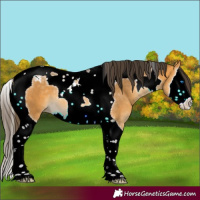 Horse Color:Buckskin Splash Tobiano Appaloosa 