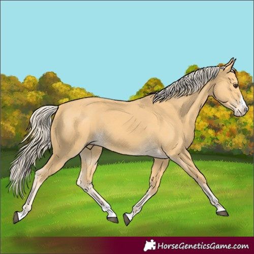 Horse Color:Palomino Splash 