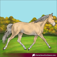 Horse Color:Palomino Splash