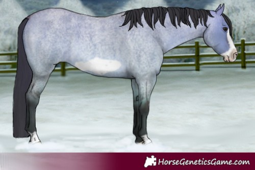 Horse Color:Bay Roan Dun Frame 