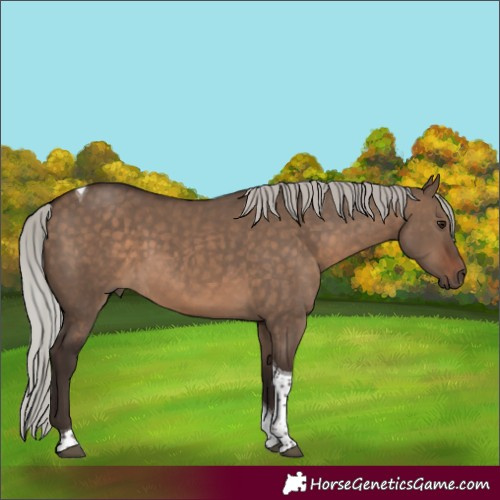 Horse Color:Silver Brown Dun Tobiano 