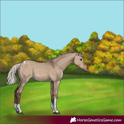 Horse Color:Silver Bay Dun Tobiano 